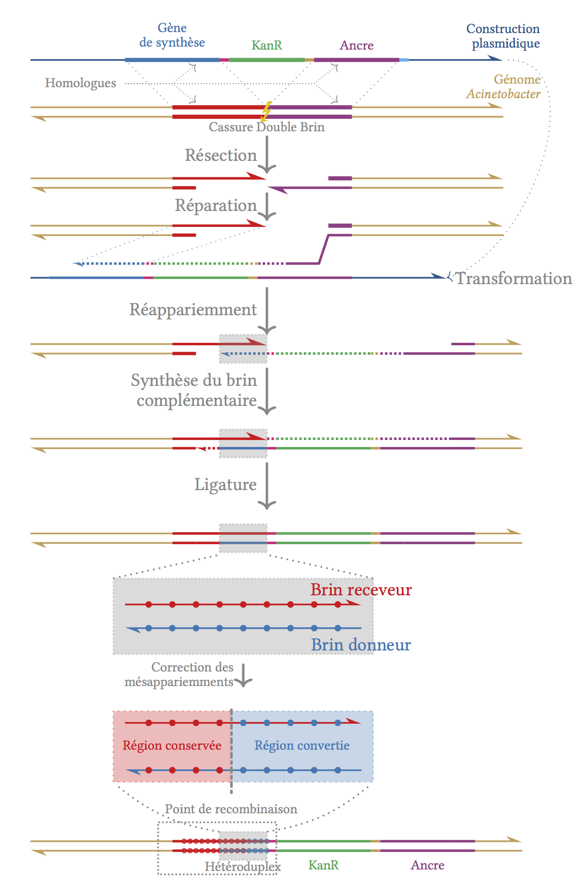 Homologous Recombination During Natural Transformation